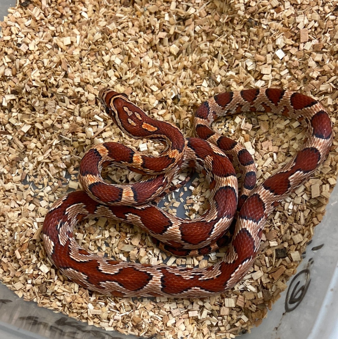 Het Anerythristic 2022 Female F02 Corn Snake by BHB Reptiles MorphMarket
