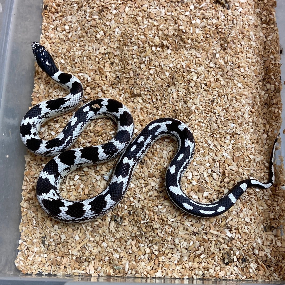 aberrant-black-white-california-kingsnake-2022-male-m01-by-bhb