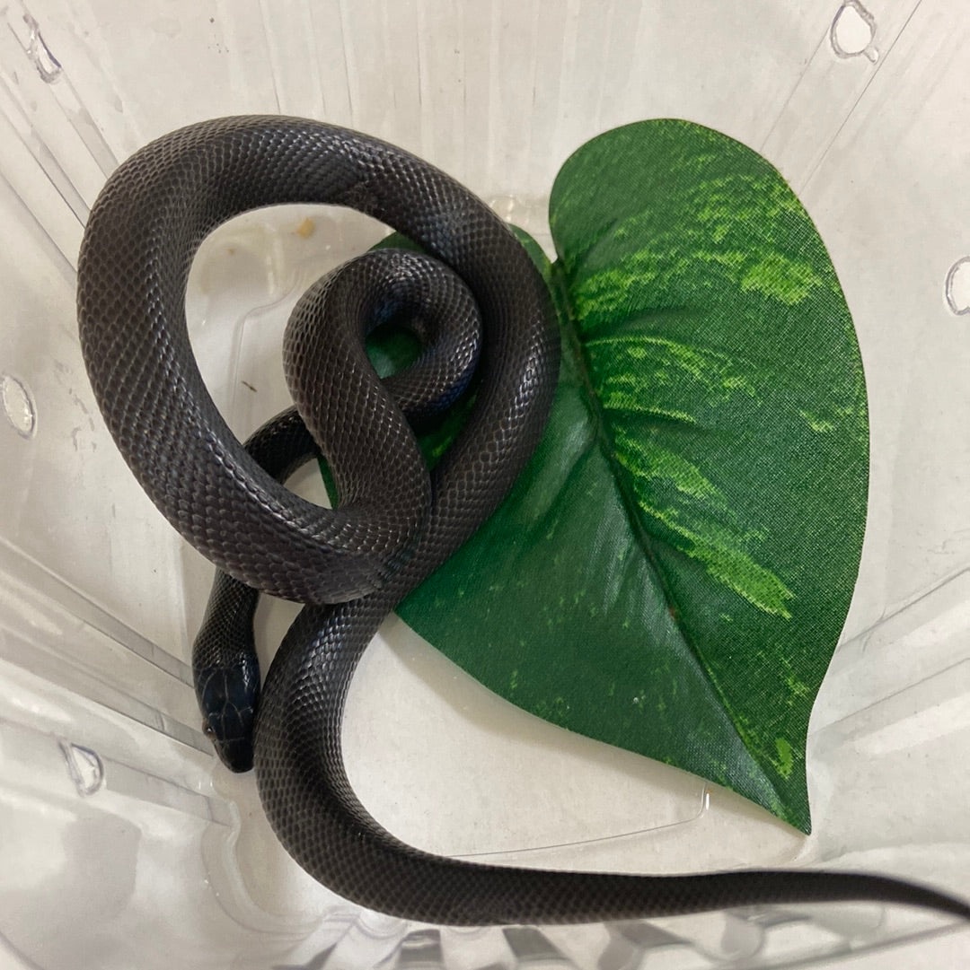 Black African 2022 Female F01 House Snake by BHB Reptiles MorphMarket