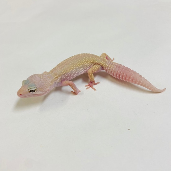 Mack Snow Murphy Patternless W/Y Leopard Gecko Female- #D-C3-61622-1 by