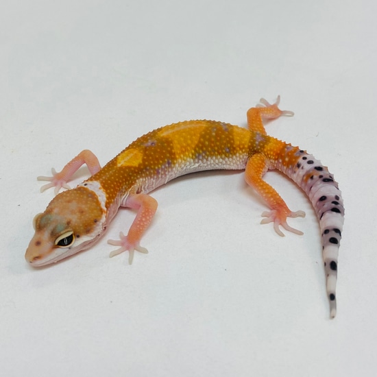 Hypo Tangerine Baldy Leopard Gecko- Pos Male #D-B2-61723-1 by BHB Reptiles