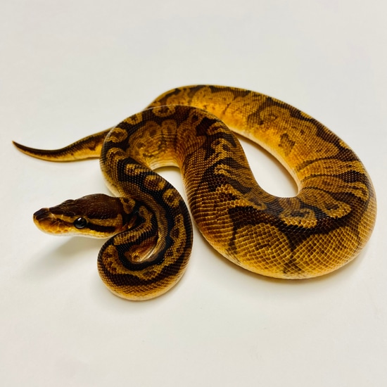 Sunset Ball Python - Male #2023M02 by BHB Reptiles