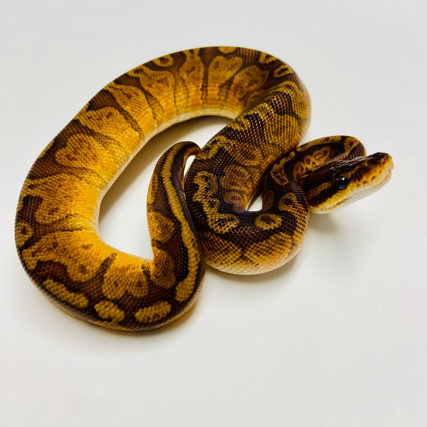 Sunset Ball Python - Male #2023M01 by BHB Reptiles - MorphMarket
