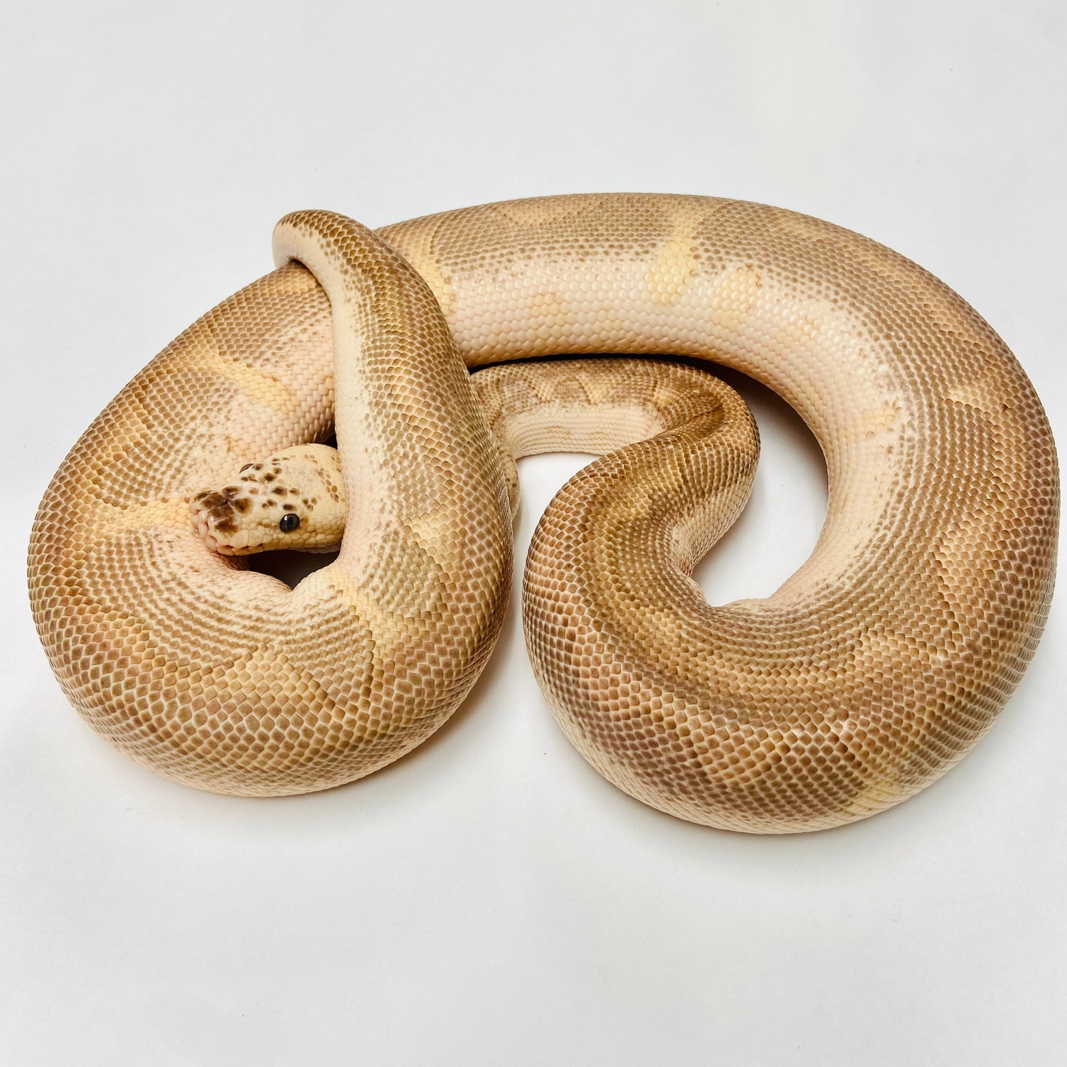 Adult Pastel Lesser Leopard Clown Ball Python- Male by BHB Reptiles ...