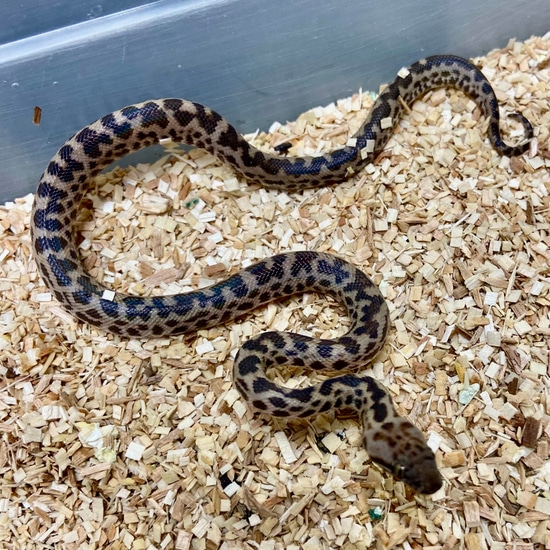 Spotted Python Female 2024F01 by BHB Reptiles
