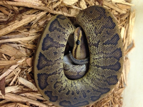 Camo Spinner Ball Python by BHB Reptiles - MorphMarket