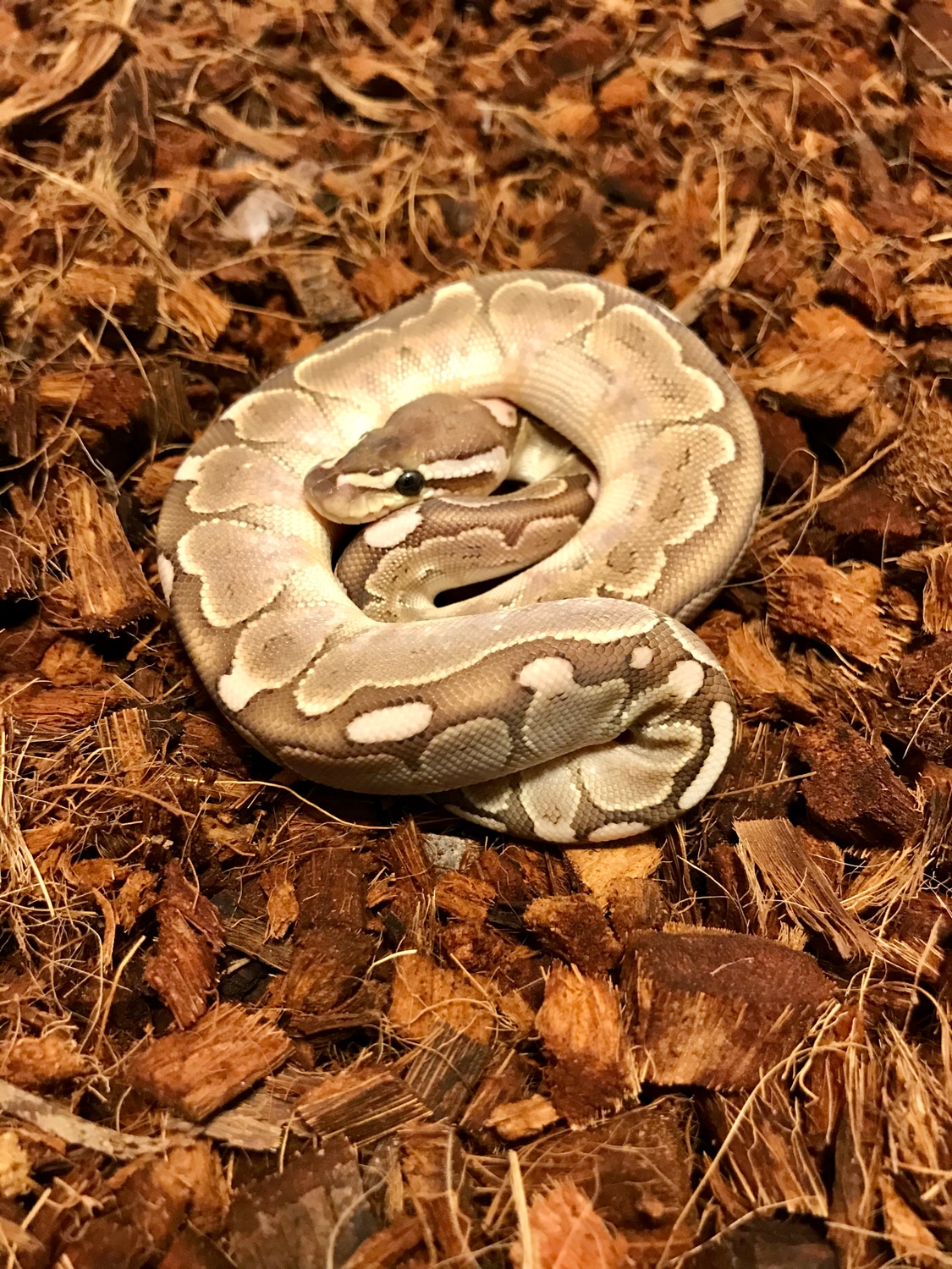 Bamboo Ball Python by B3reptiles - MorphMarket