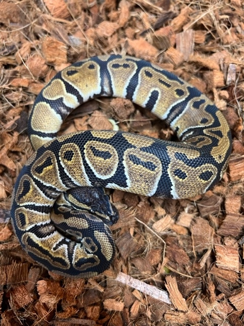 Normal HET Tri-Stripe Ball Python by Black Sheep Exotics AZ - MorphMarket