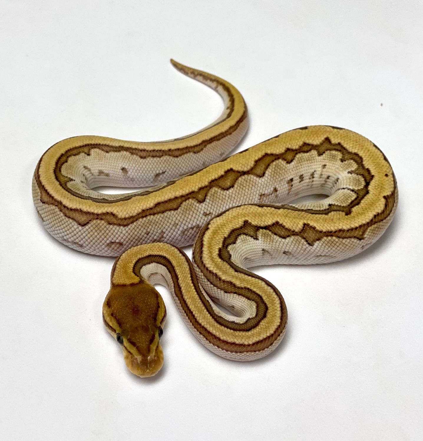 OD Mojave Pinstripe Ball Python by Reptile Genetic Services, LLC