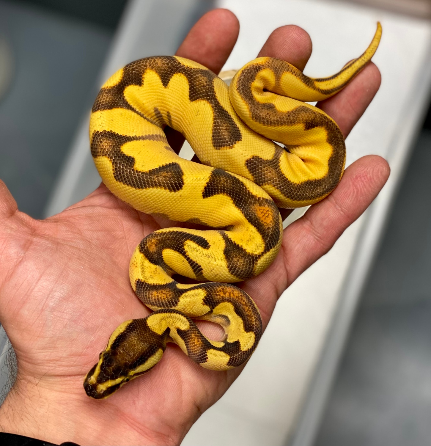 Super OD Enchi YB 100% Het Pied Ball Python by Reptile Genetic Services ...