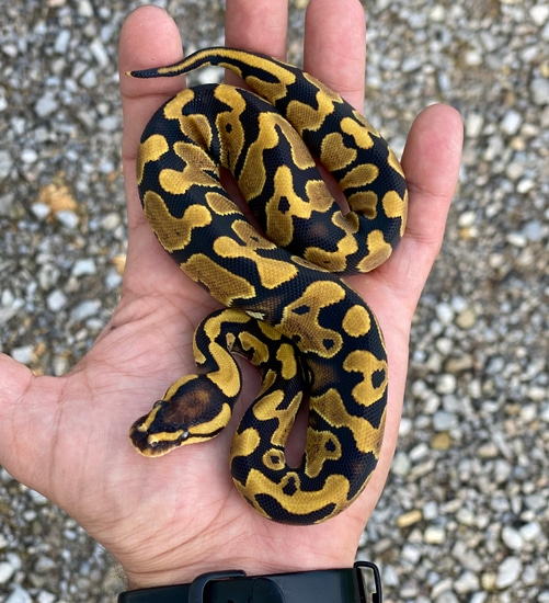 OD YB Het Pied Ph Clown Ball Python by Reptile Genetic Services, LLC