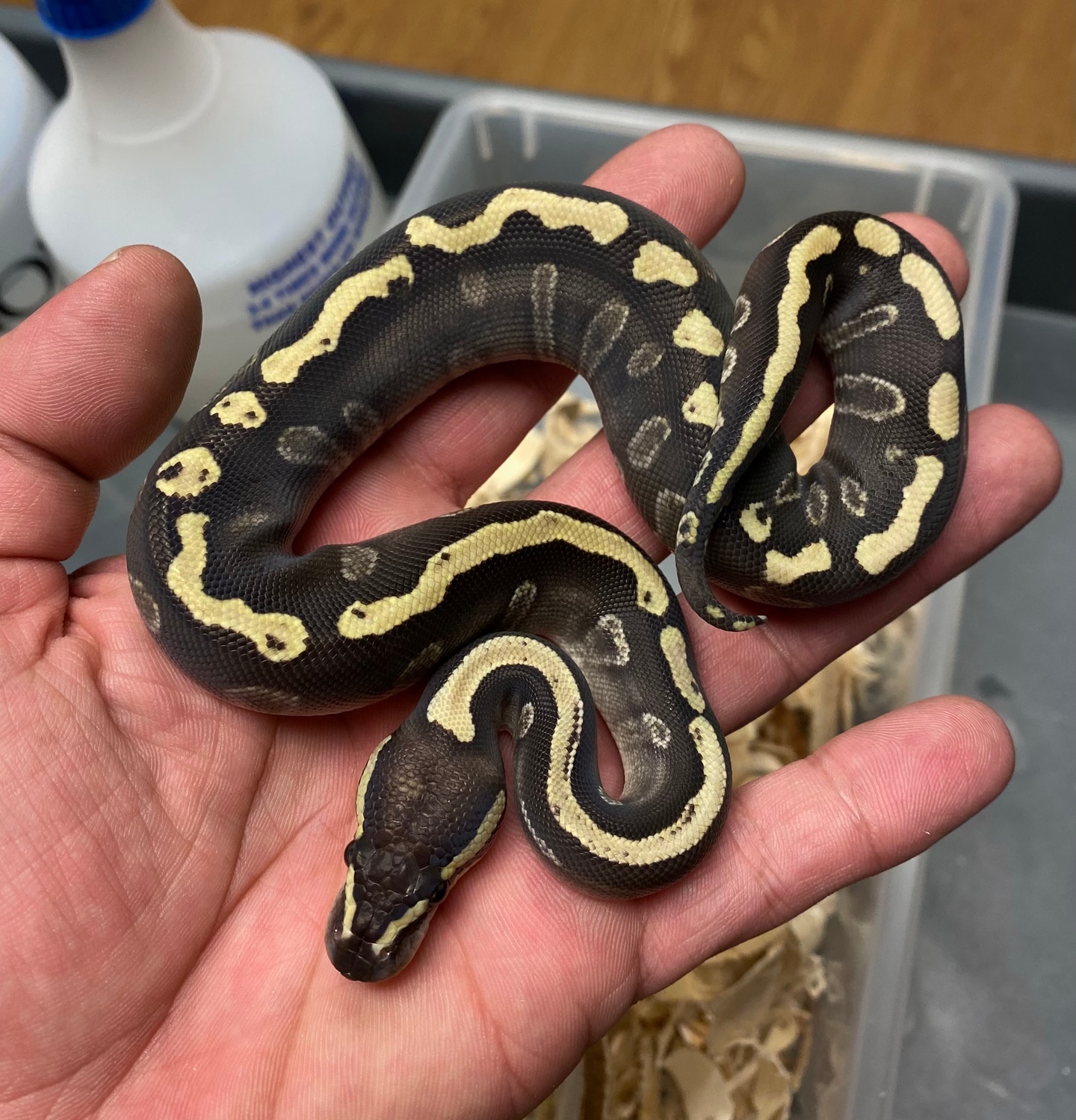 GHI Mojave Het Clown Ball Python by Reptile Services, LLC
