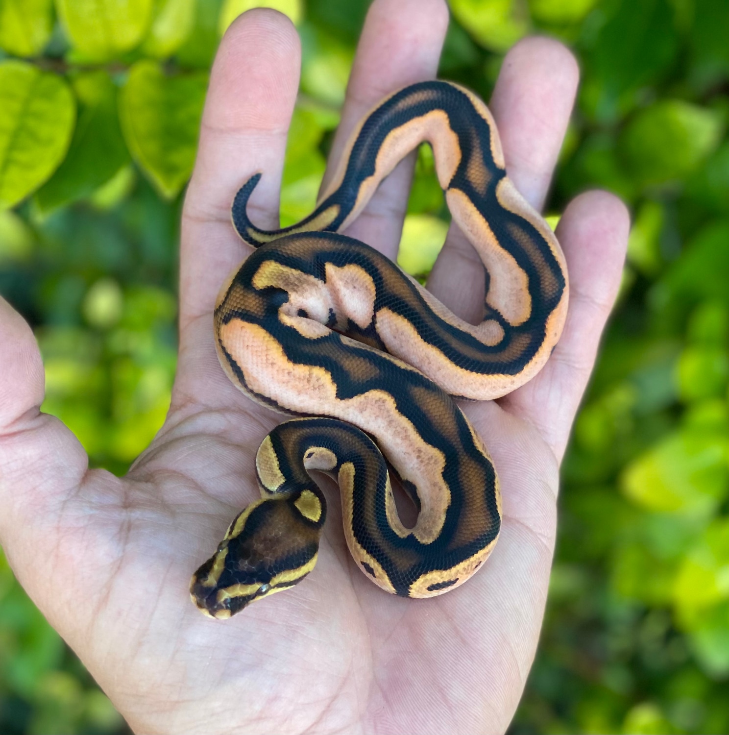 Super OD Cinnamon Calico Ball Python by Reptile Genetic Services, LLC ...