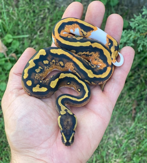 YB Pied Ball Python by Reptile Genetic Services, LLC