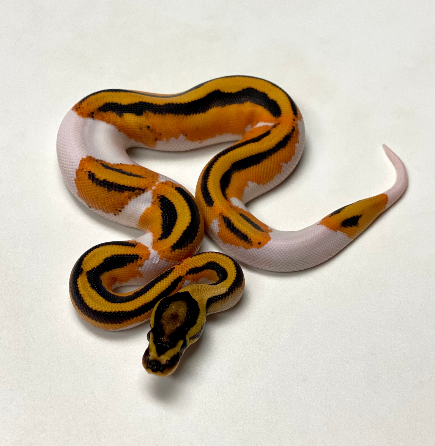 OD YB Pied Ball Python by Reptile Genetic Services, LLC - MorphMarket