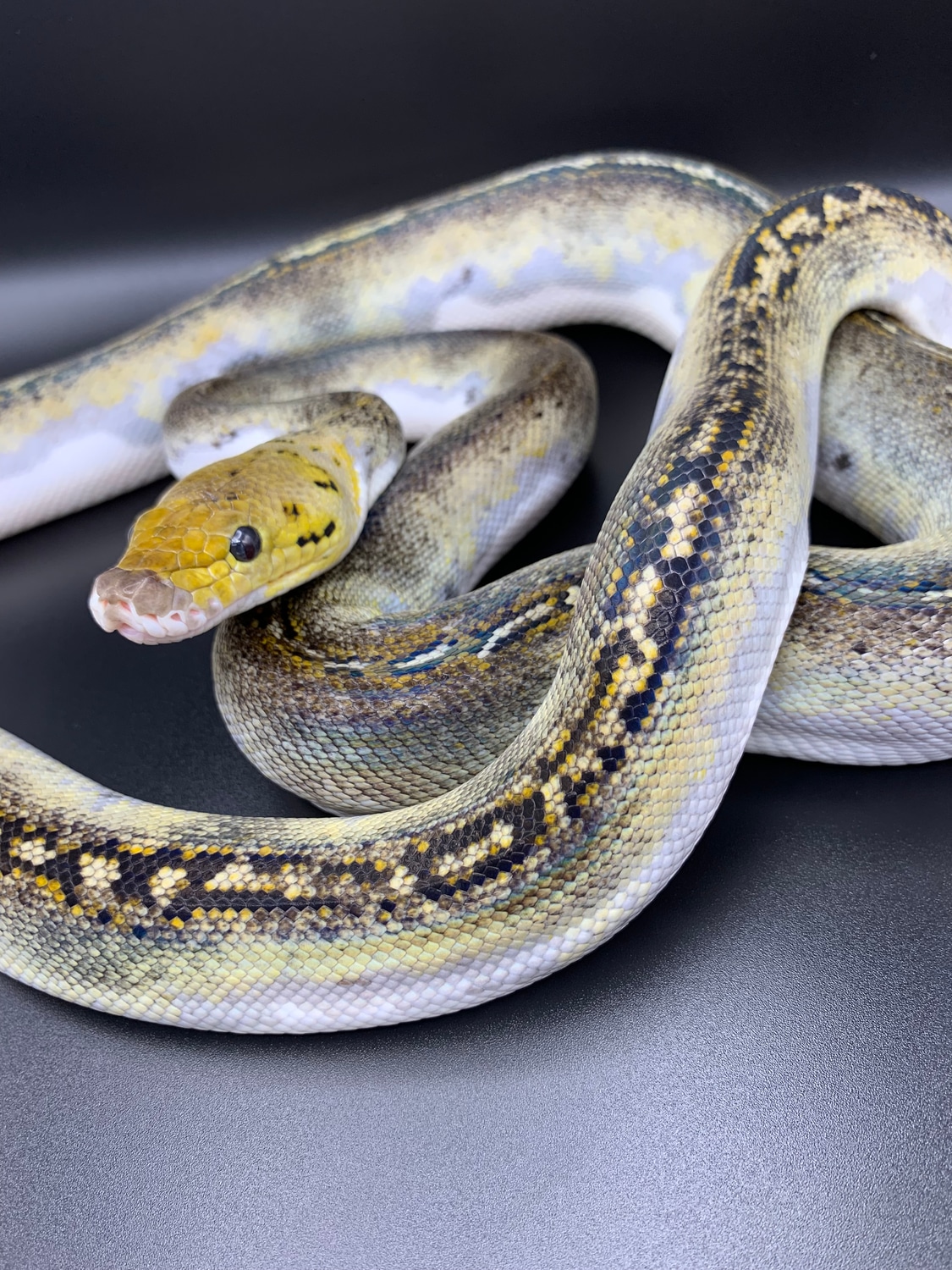 Pied Het White Reticulated Python by Bidwell Reps - MorphMarket