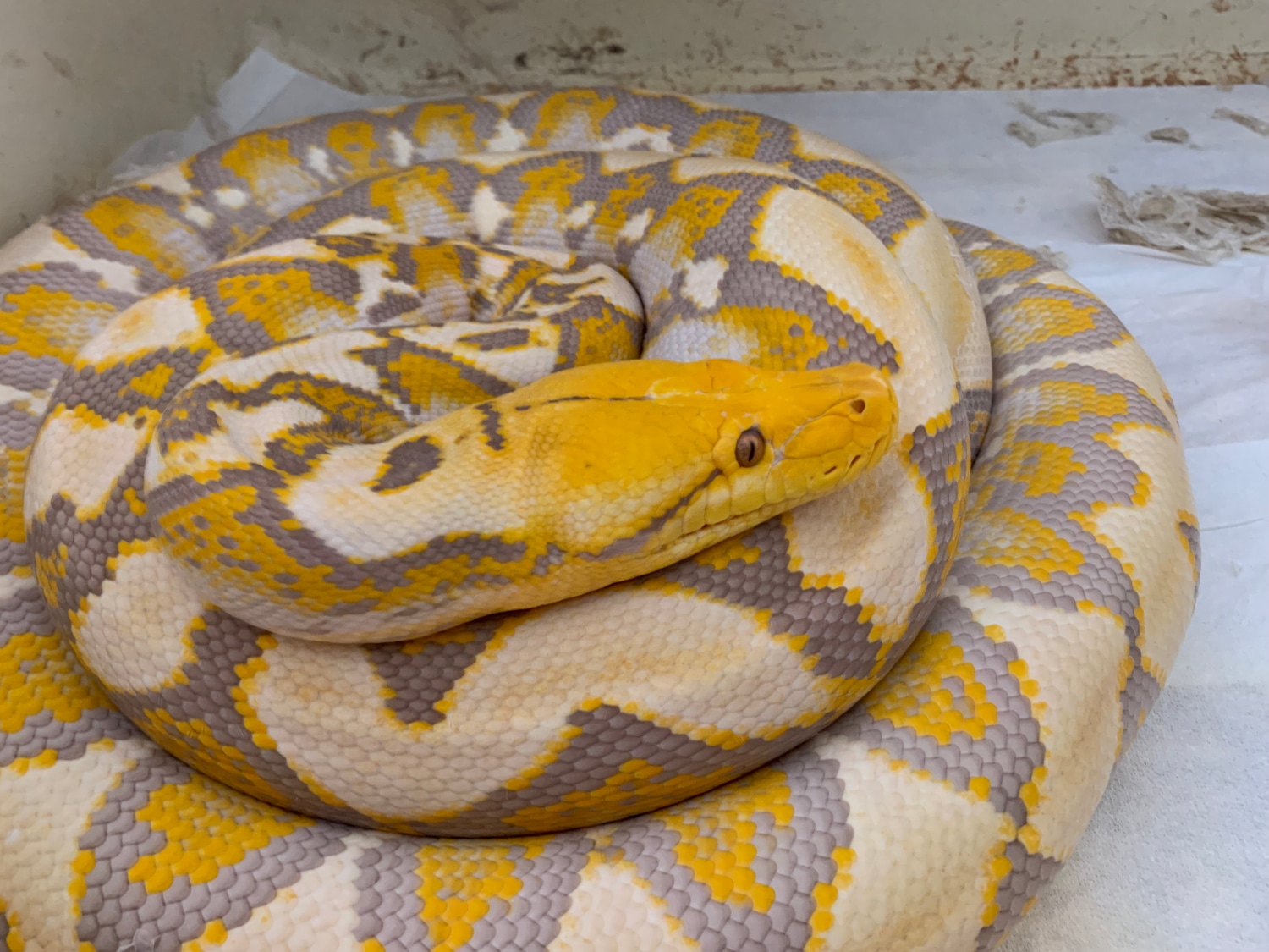 Ready To Breed Purple Albino Female Reticulated Python by Bidwell Reps ...