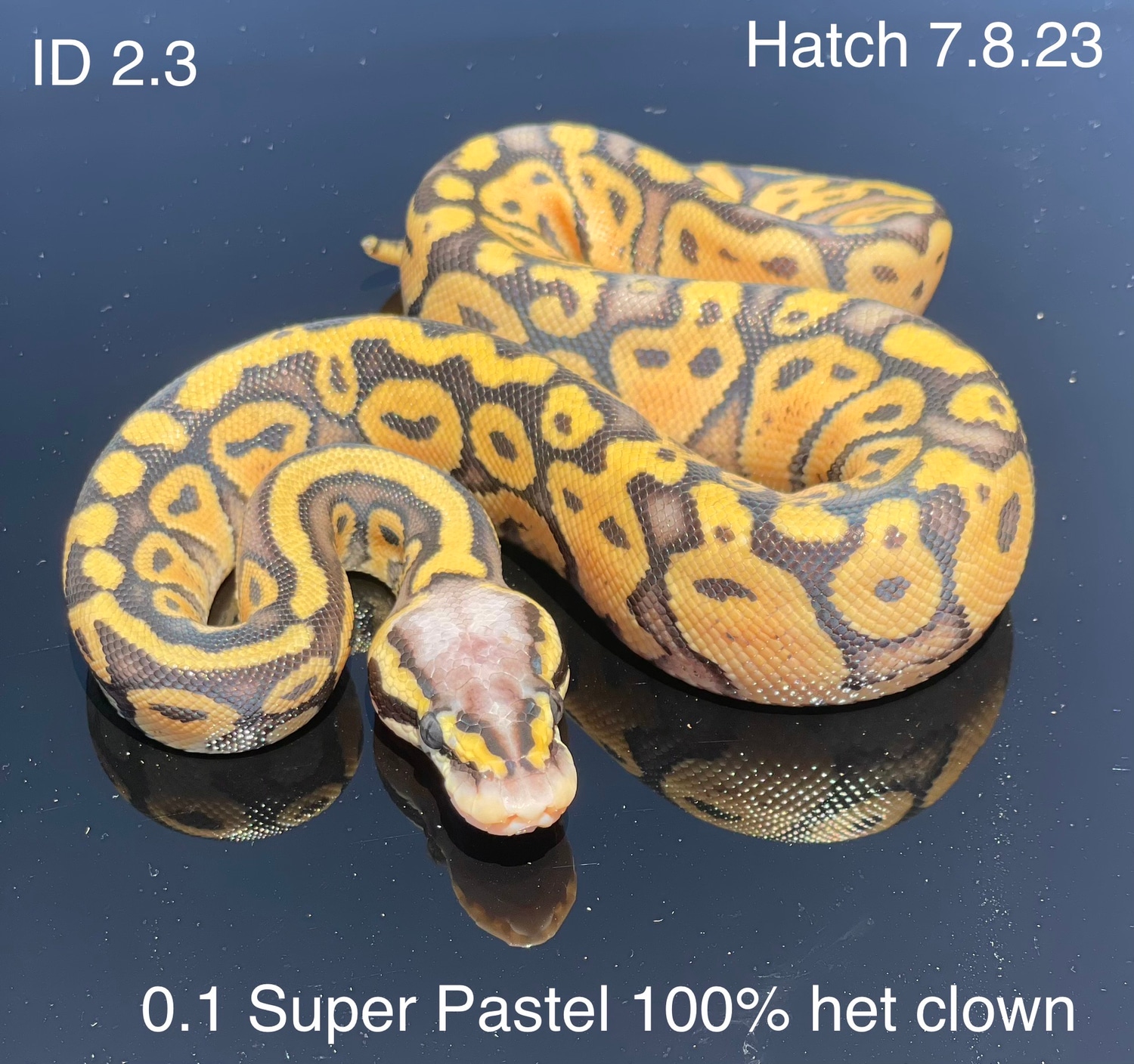 0.1 Super Pastel 100% Het Clown Ball Python by Big Mikes Balls ...