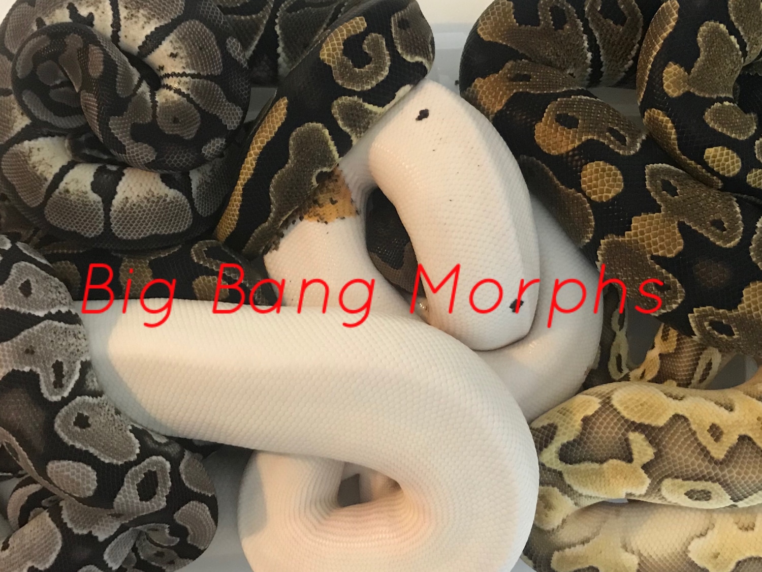 Ball Python Clutch: 19-003 by Big Bang Morphs - MorphMarket