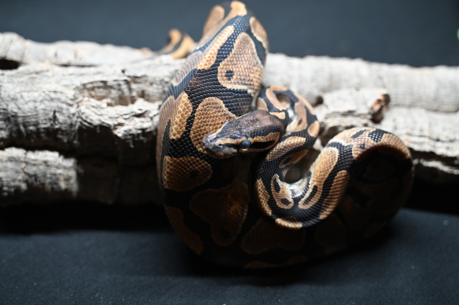 Enchi Het Rainbow Ball Python by Big Bang Reptiles - MorphMarket