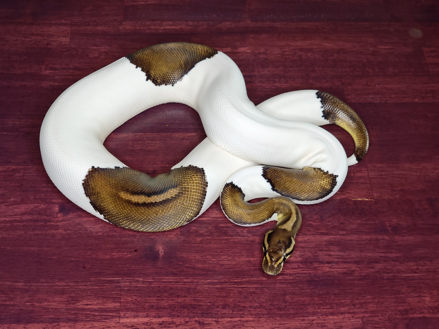 Proven Black Pastel Piebald Female Ball Python by Big Color Reptiles ...
