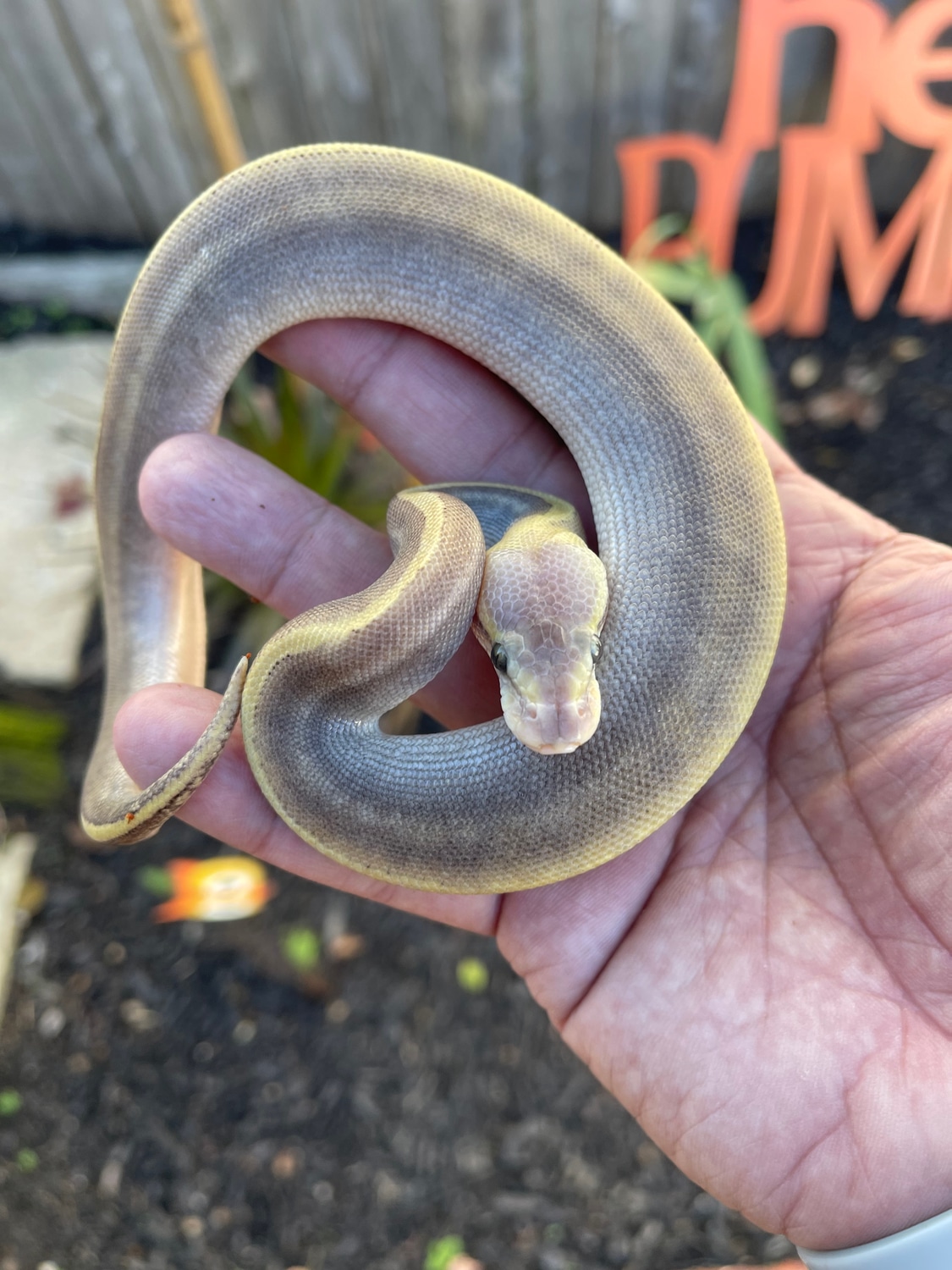 Pastel GHI Mojave Pinstripe Ball Python by Ern's Exotics - MorphMarket