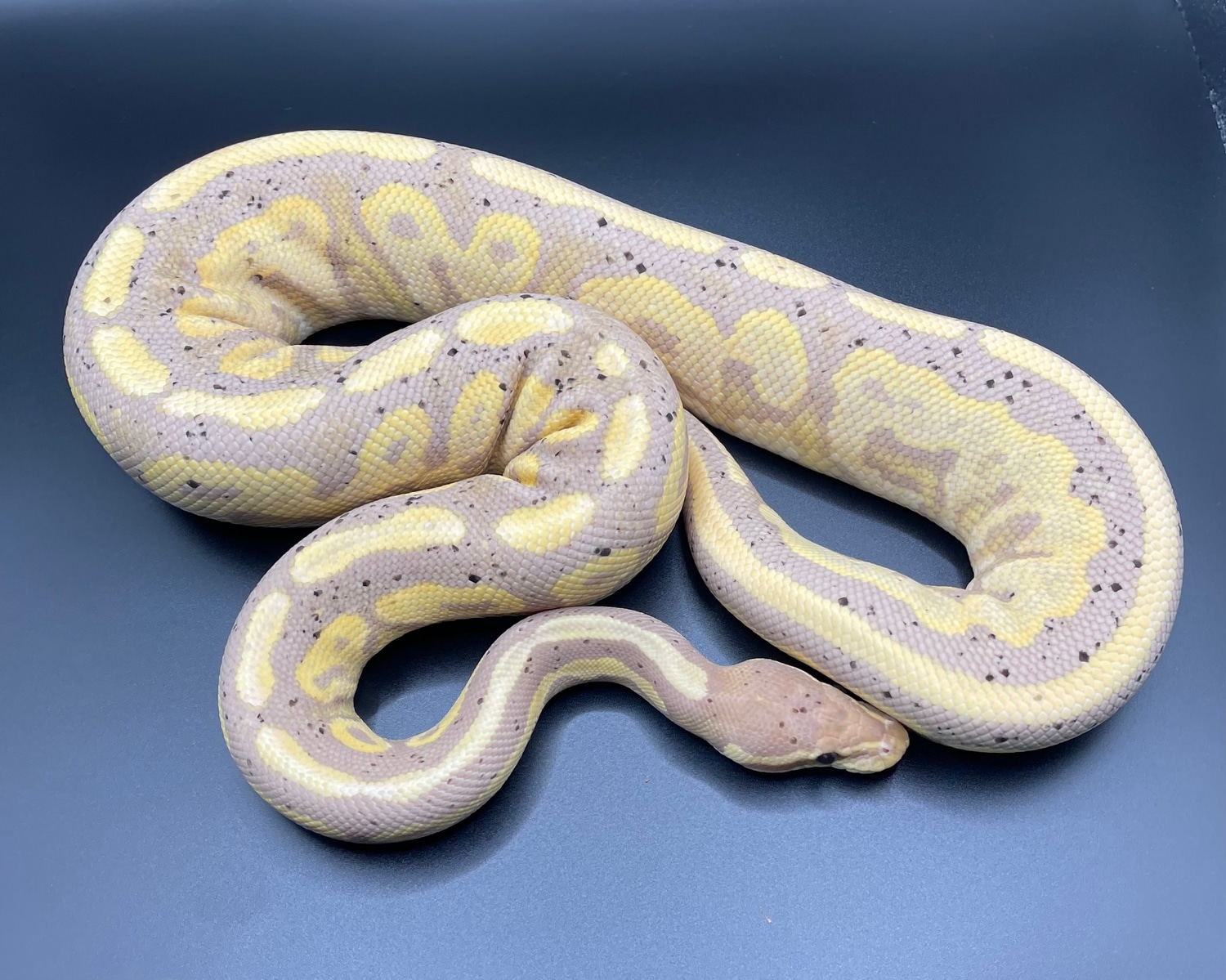 Banana Cinnamon Het Pied Ball Python by Ern's Exotics - MorphMarket