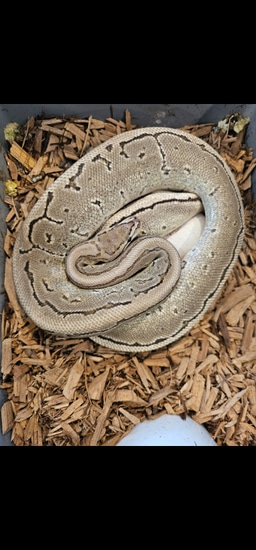 Fire Pin 100% Vpi Axanthic Ph Pied Ball Python by Ern's Exotics