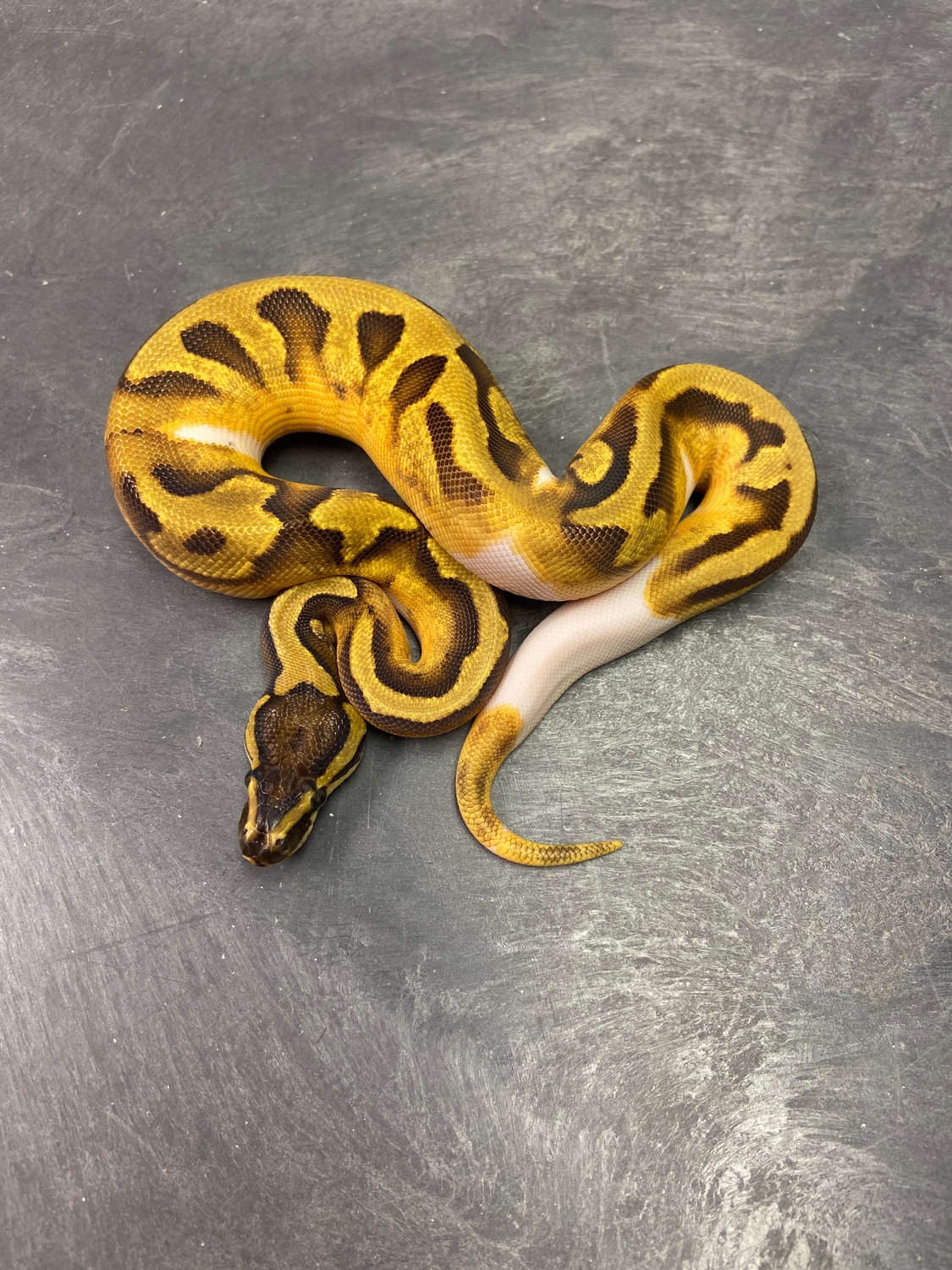 OD Enchi Pied Het Albino Ball Python by Bigger Better Reptiles ...