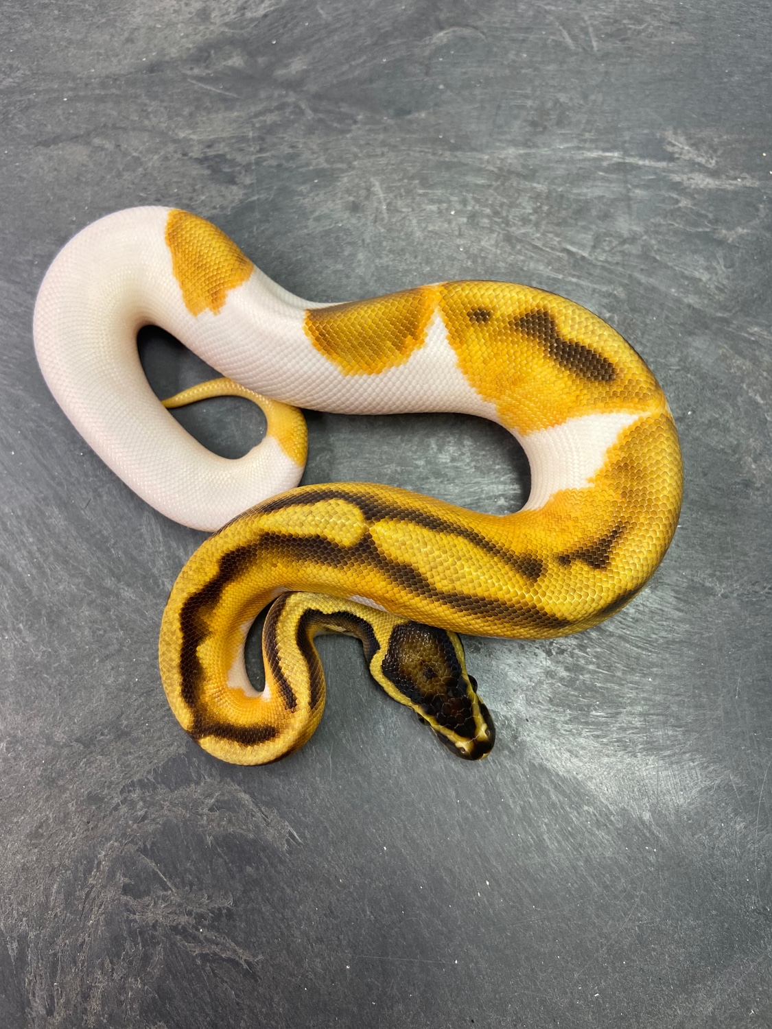 OD Enchi Pied Het Albino Ball Python by Bigger Better Reptiles ...