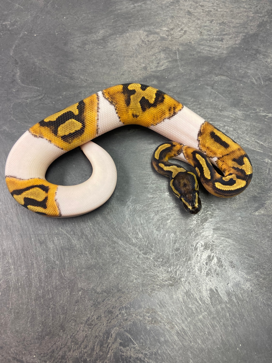OD Pied Het Albino Ball Python by Bigger Better Reptiles - MorphMarket