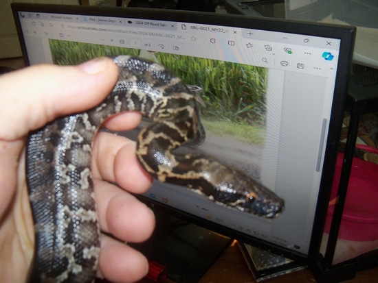 Black Blood Sumatran Short-Tailed Python by Steve's Phytons