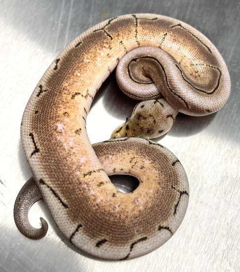 Pinstripe Het Red Axanthic Ball Python by Poorballz