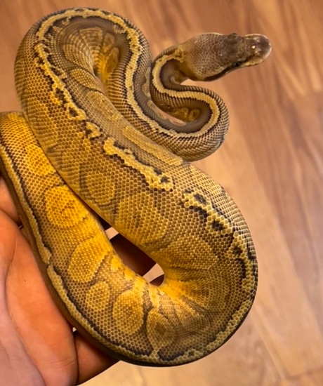 Pastel Sunset Ball Python by Pure Genetic JAS.