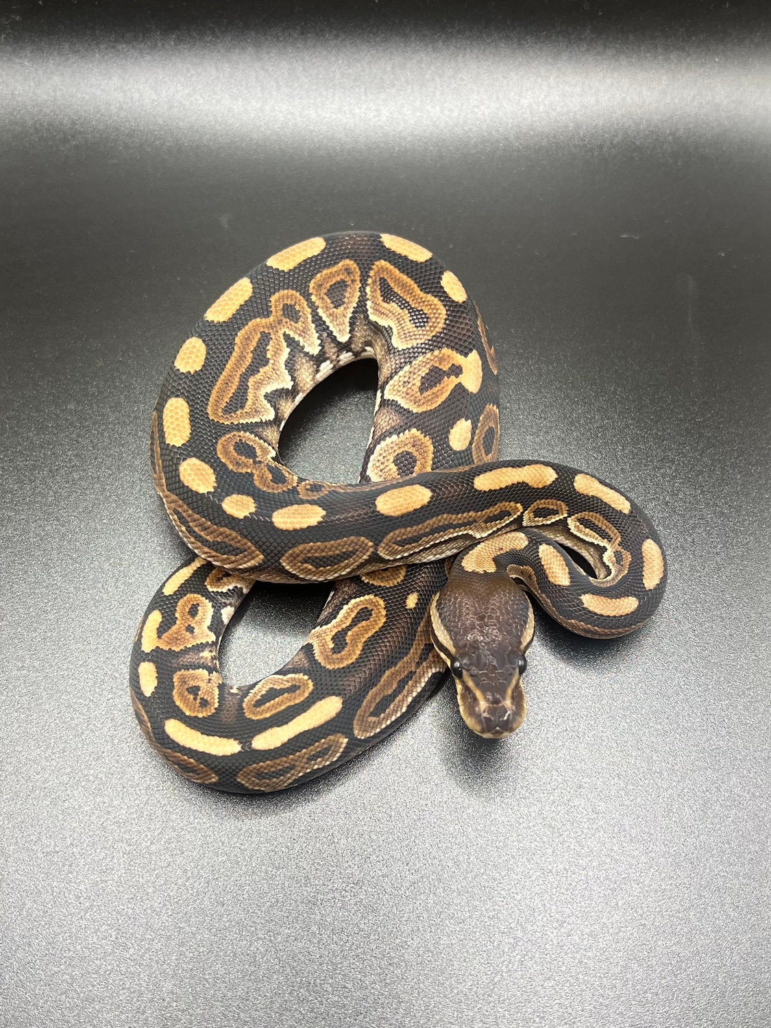 Cinnamon Ball Python by Kingdom Coldblooded - MorphMarket