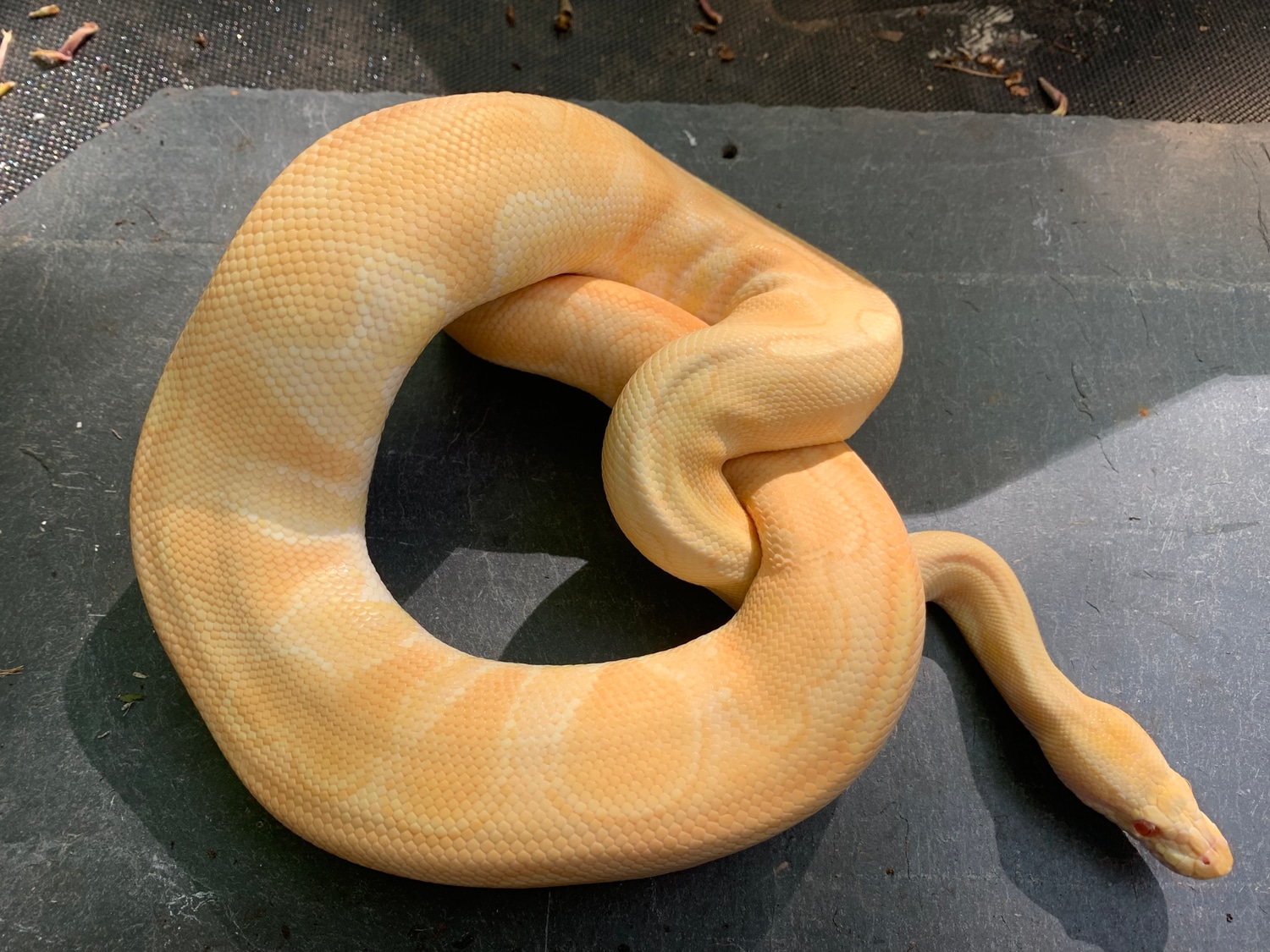 Albino Enchi Black Pastel Ball Python by The Reptile Fun House MorphMarket