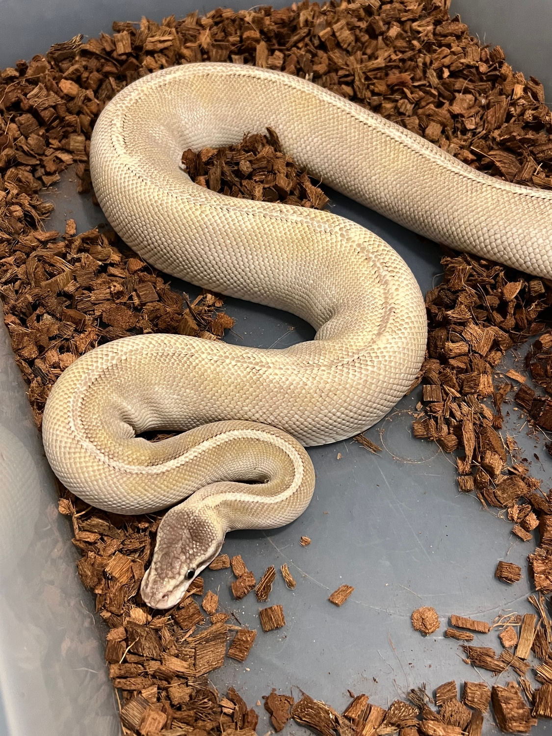 Purple Passion Rain Ball Python by The Reptile Fun House - MorphMarket