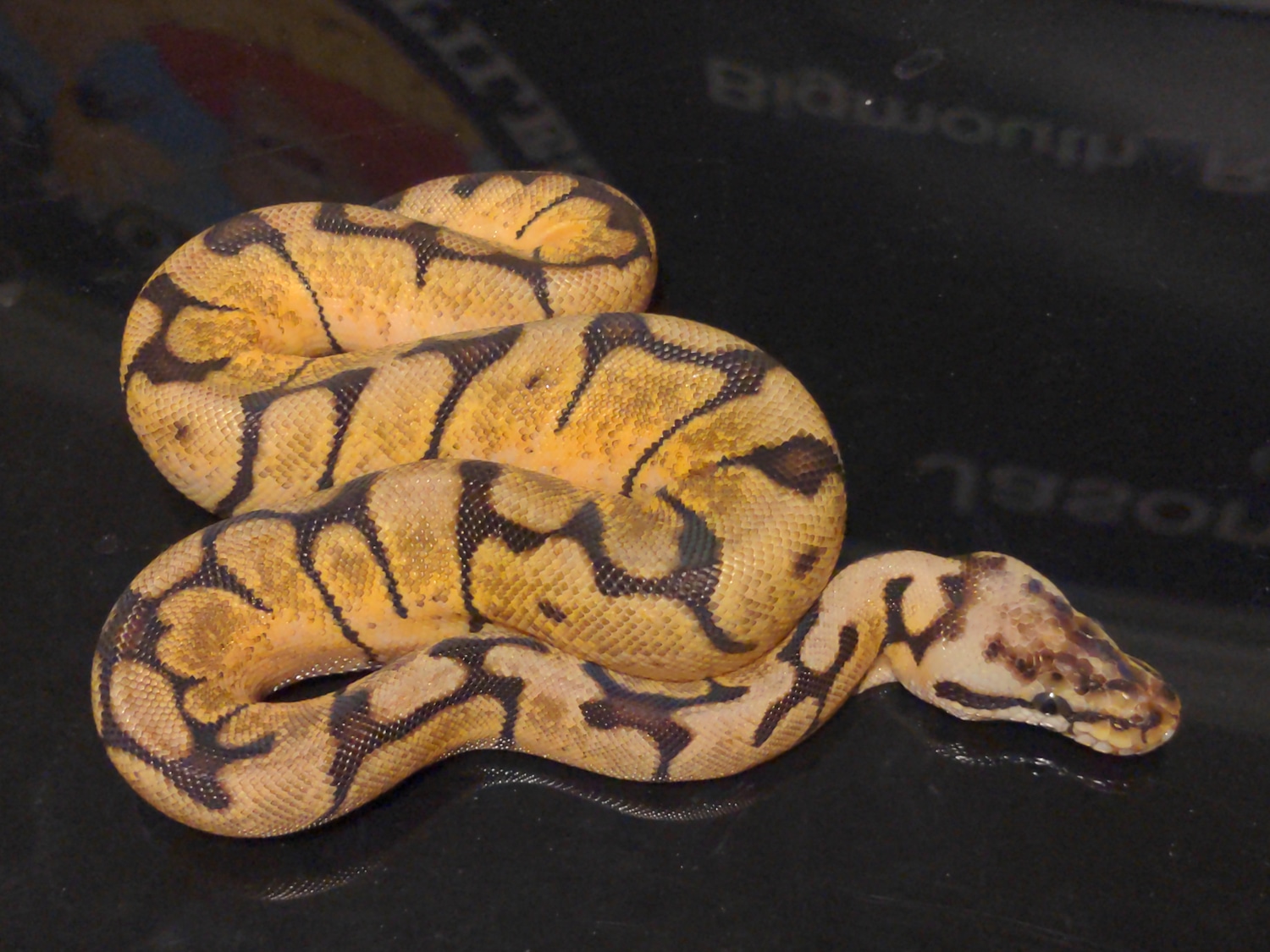Calibee Het Clown Ball Python by Bigmouth Reptiles - MorphMarket