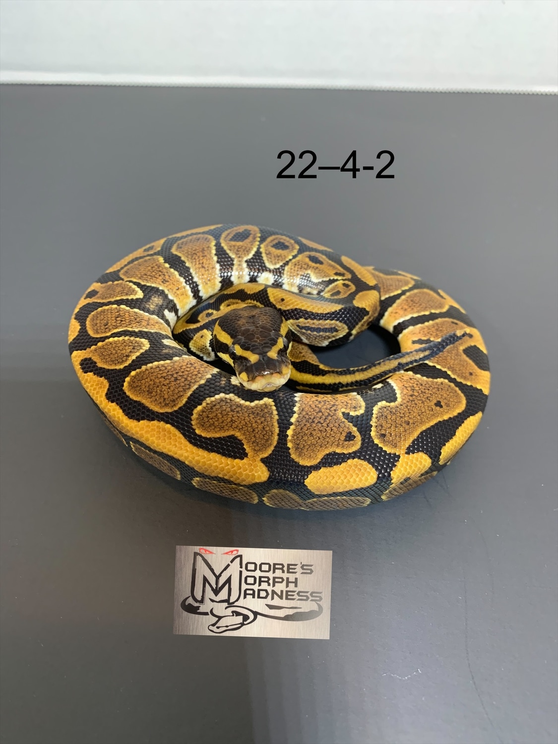 Normal Ball Python by Moore’s Morph Madness - MorphMarket