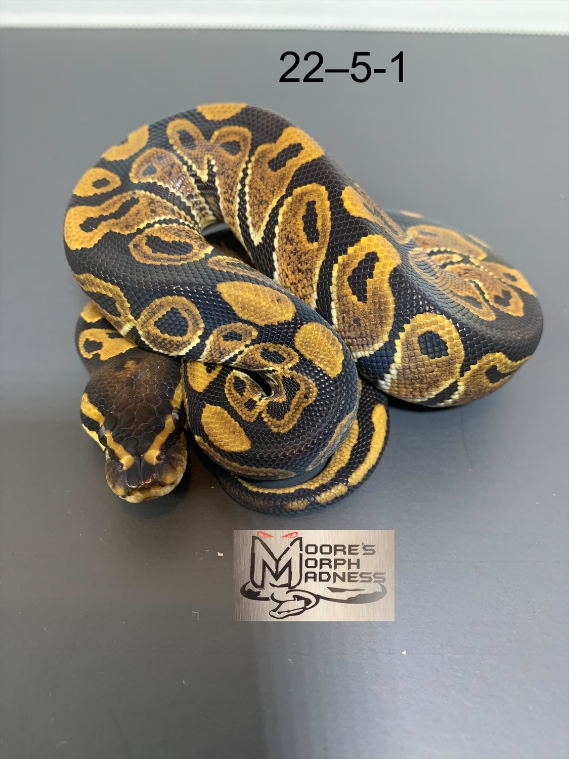 Normal Ball Python by Moore’s Morph Madness - MorphMarket