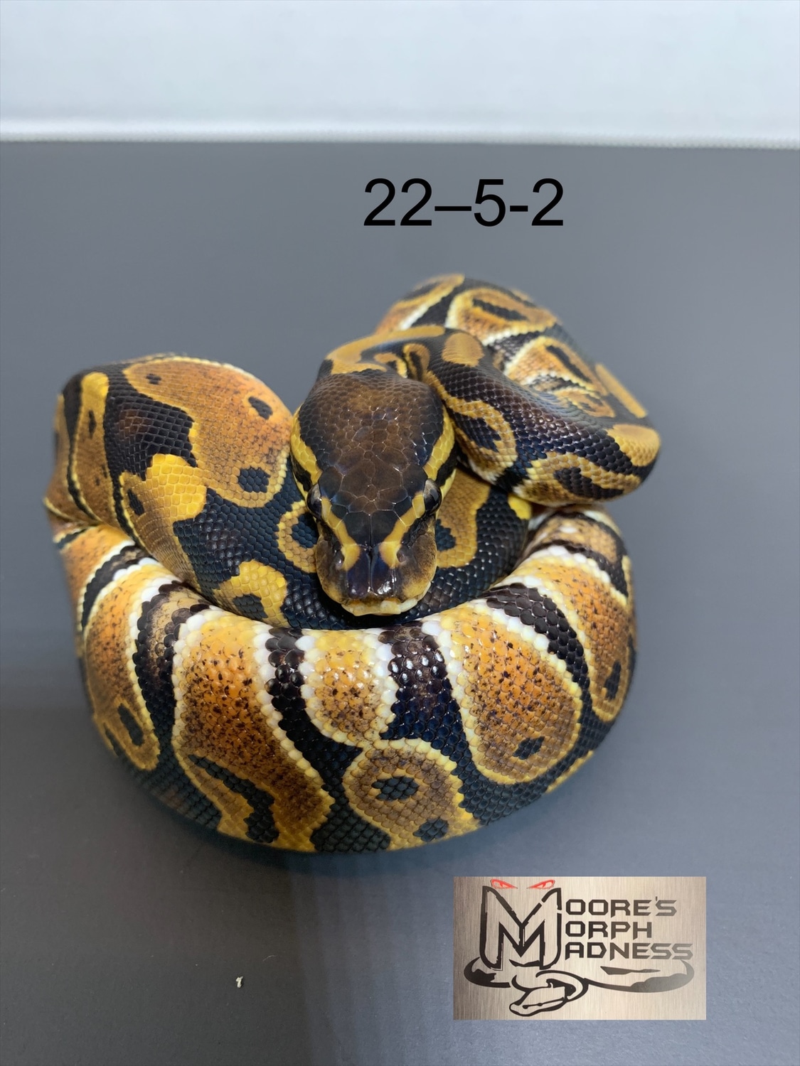 Normal Ball Python by Moore’s Morph Madness - MorphMarket