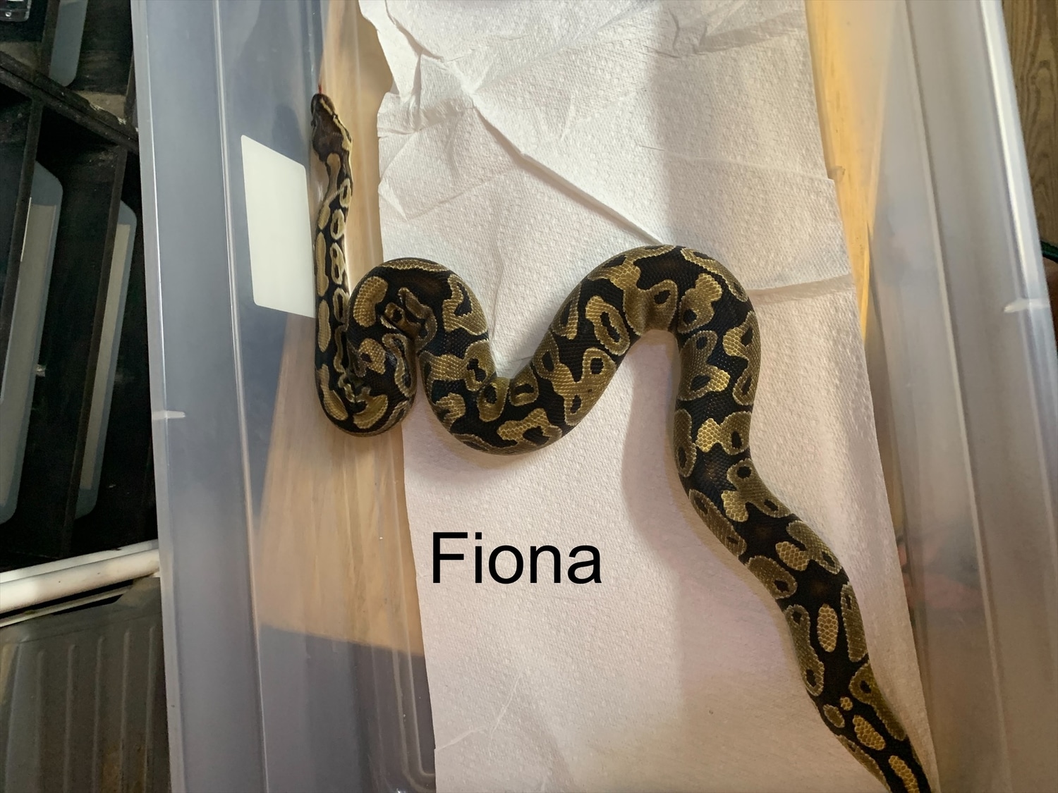 Normal Ball Python by Moore’s Morph Madness - MorphMarket