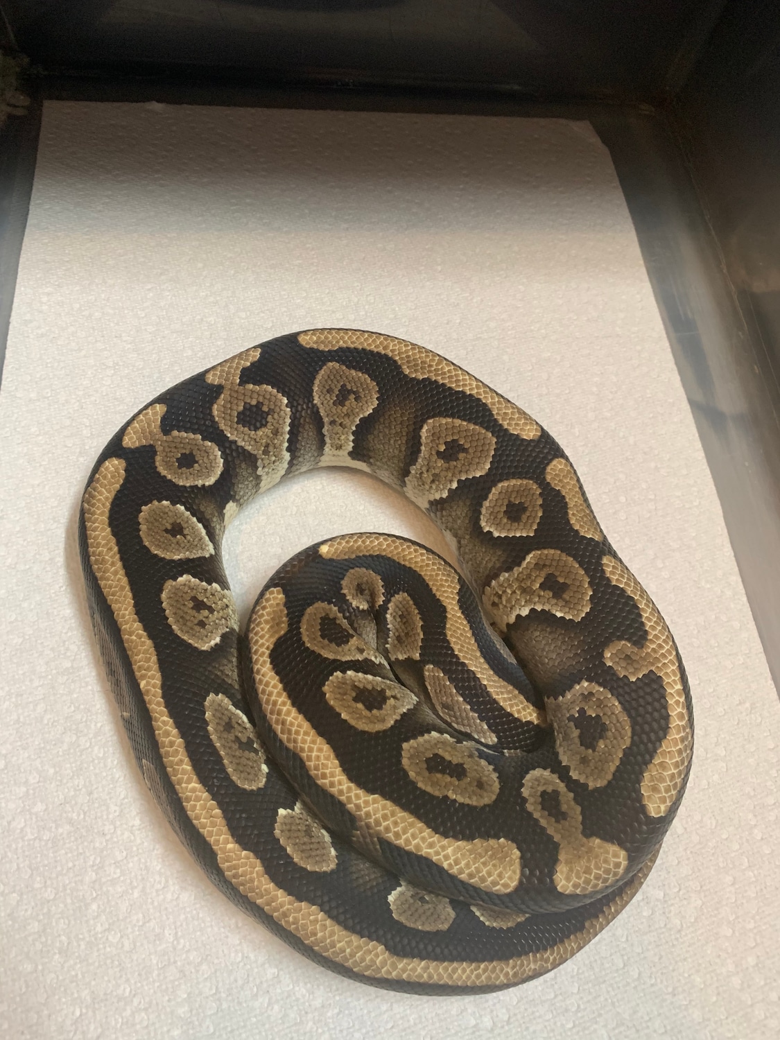 Mystic Ball Python by Mooreβs Morph Madness - MorphMarket