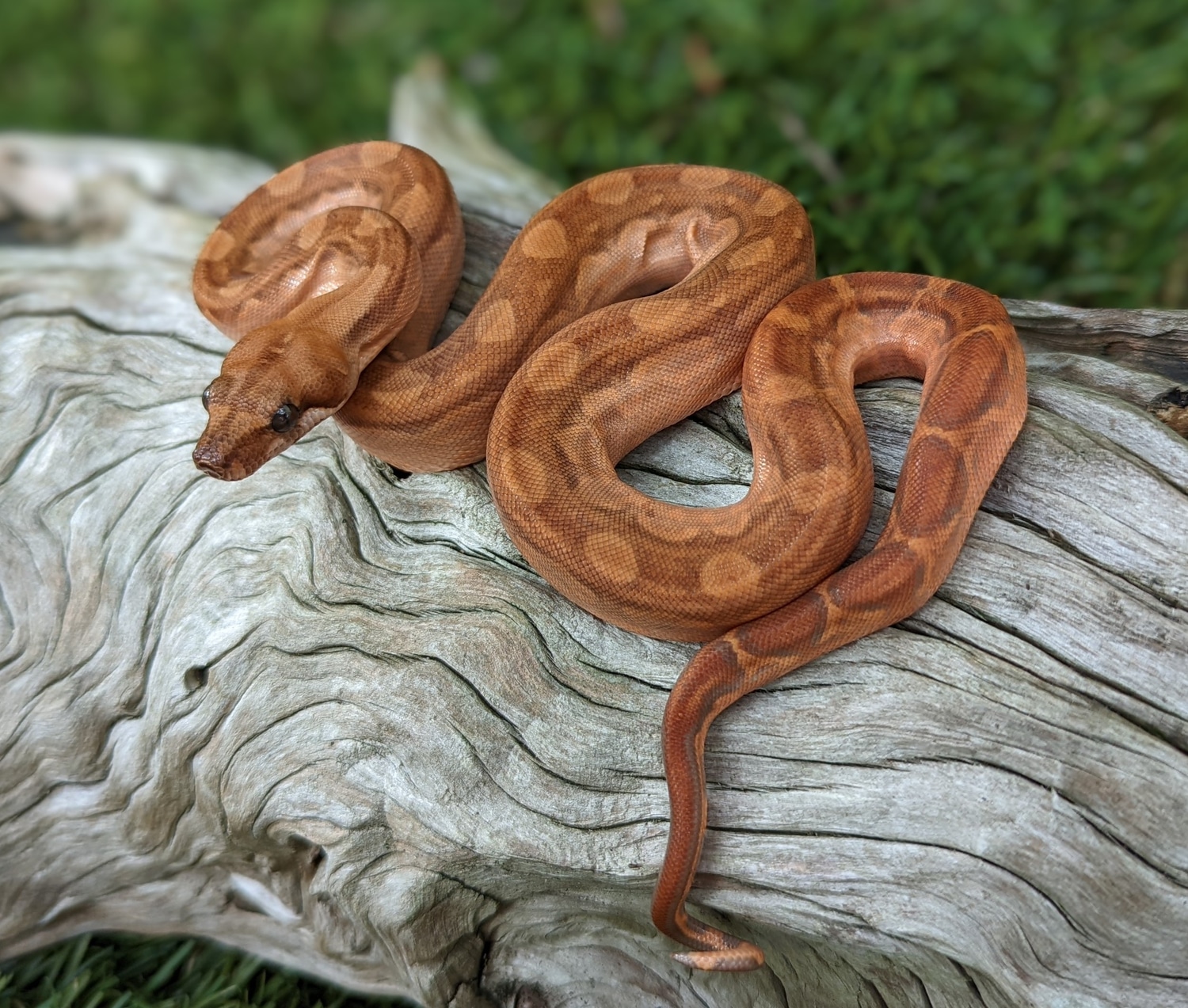 Platinum T+ Motley Blood Boa Constrictor by Davinci Boa MorphMarket