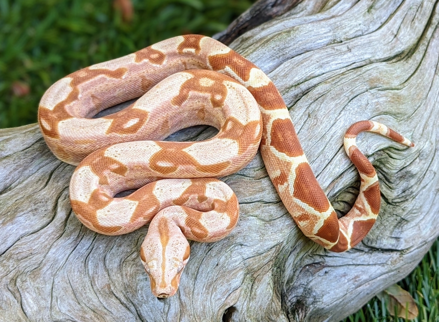 Purple Paradise Glow Boa Constrictor by Davinci Boa MorphMarket