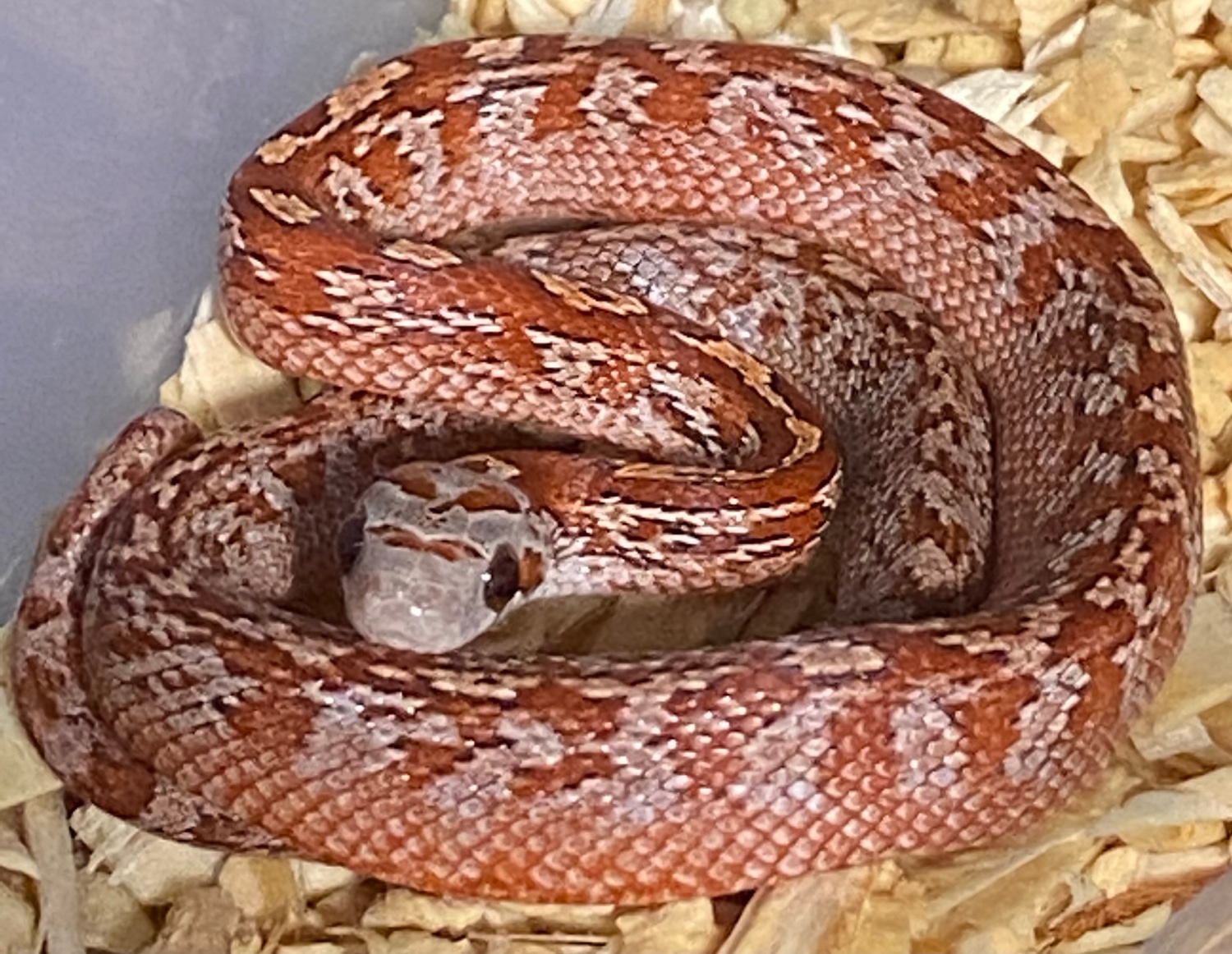 2022 Female Hypo Piedsided Bloodred Tessera Het Anery Corn Snake by Big ...