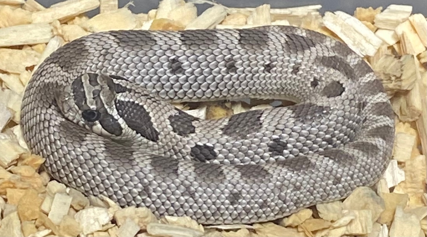 2022 Male Axanthic Conda Het Toxic Western Hognose by Big Squeeze