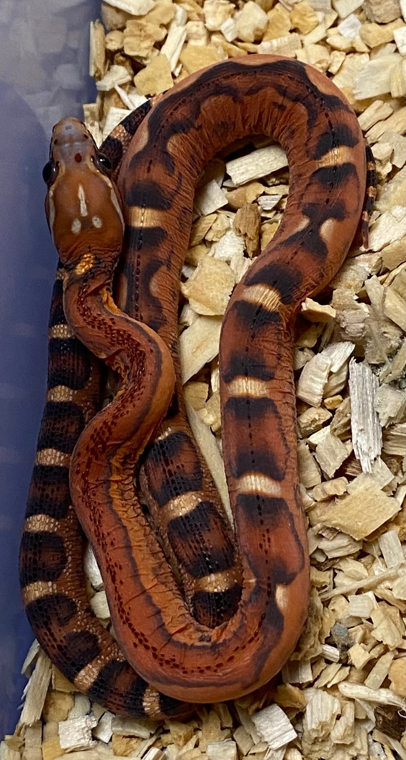 2022 Female Scaleless Het Amel Corn Snake by Big Squeeze Constrictors ... Scaleless Corn Snake Price