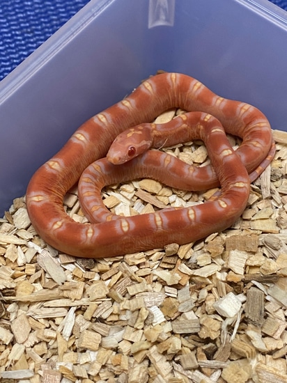 2022 Male Scaleless Amel Corn Snake by Big Squeeze Constrictors, LLC ... Scaleless Corn Snake Price
