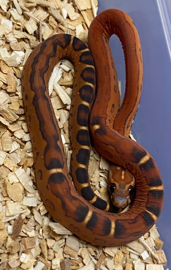 2022 Female Scaleless Corn Snake by Big Squeeze Constrictors, LLC ... Scaleless Corn Snake Price